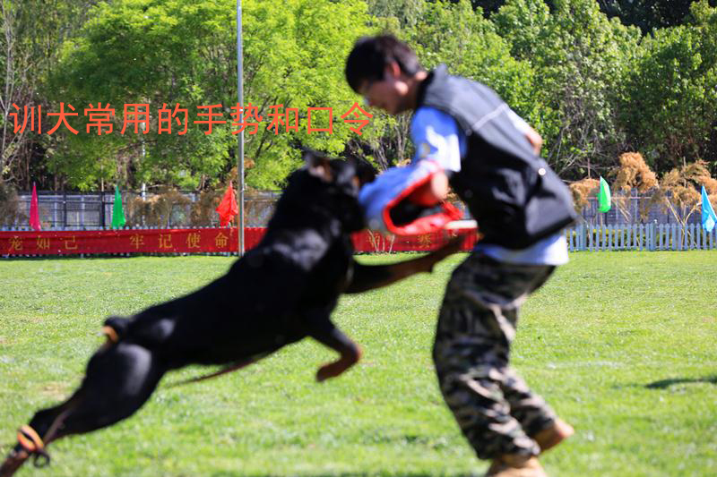 训犬常用的手势和口令