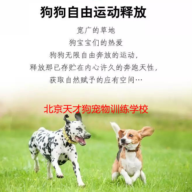 <b>北京宠物训练学校,北京训狗学校</b>