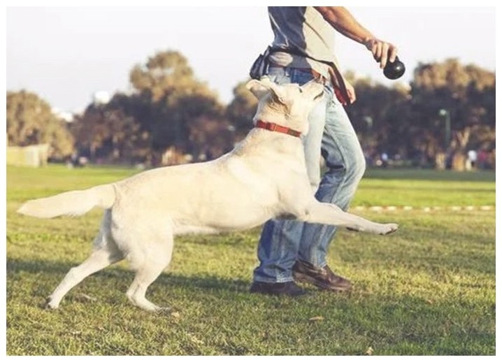 狗培训怎么训练狗狗不在家里大小便