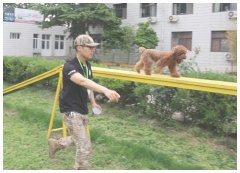 北京狗狗行为训练（北京哪里有训练狗狗的地方