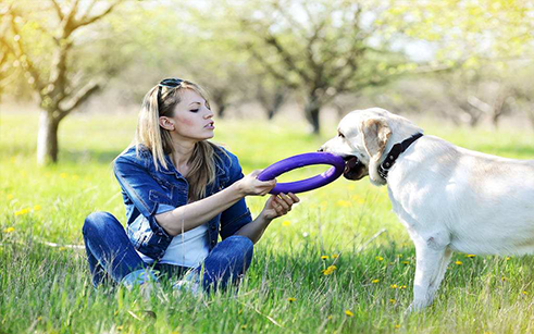 北京训犬学校怎么样？