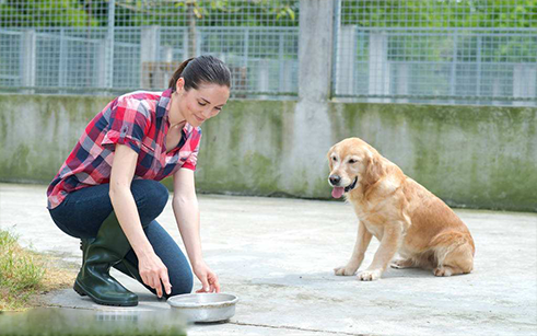 狗狗有必要去狗狗学校吗