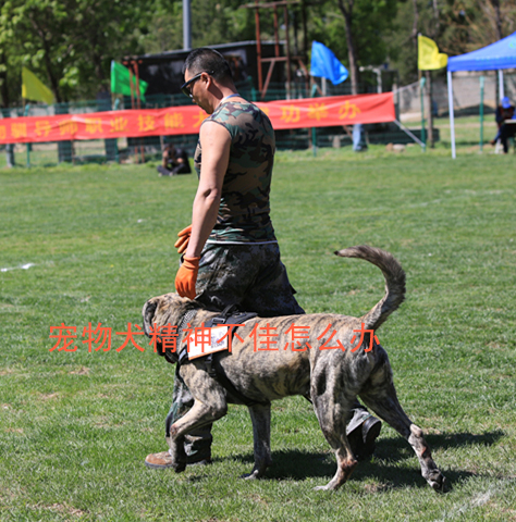 宠物犬精神不佳怎么办