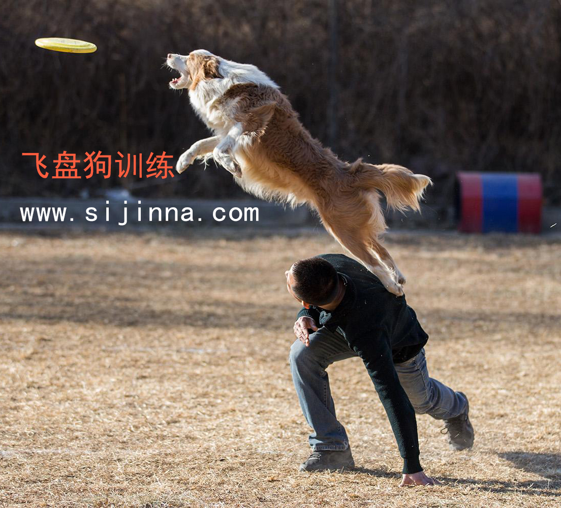 飞盘狗培训