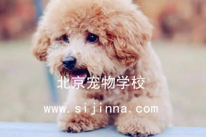 泰迪犬怎么训练