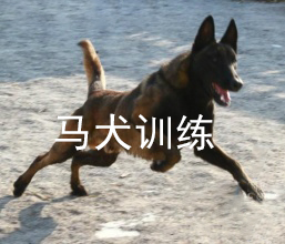 马犬训练