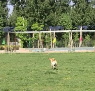 柴犬训练宠物训练机构多少钱