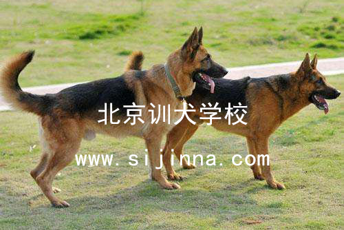 护卫犬训练