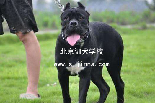 训犬教程