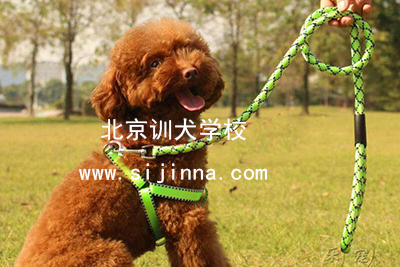 泰迪犬训练