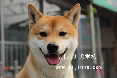 柴犬训练