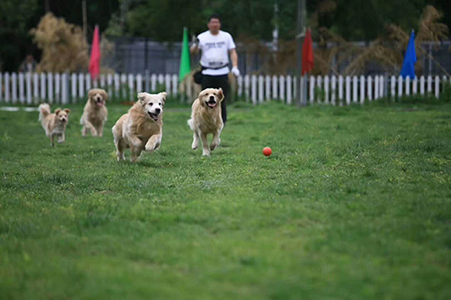 宠物犬社交训练