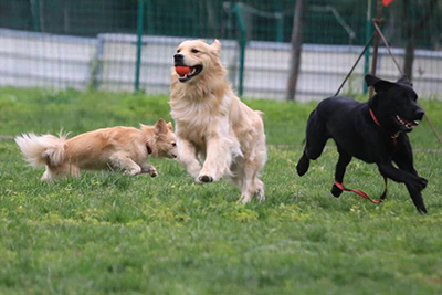 宠物犬训练