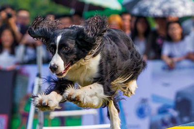 <b>犬敏捷运动规则</b>