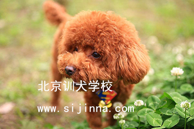 怎么训练狗装死