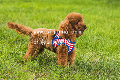怎么训狗叫