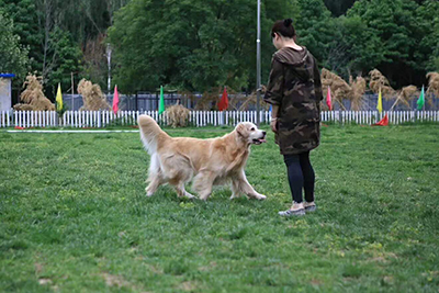 <b>训犬课程</b>