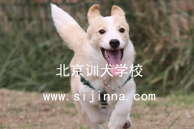 训练狗狗跟随