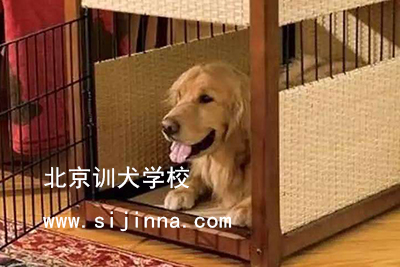 怎样训练狗狗进笼子