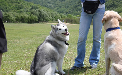 狗狗交流方式