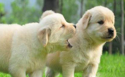 <b>幼犬社会化训练</b>