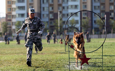 犬为什么会攻击人