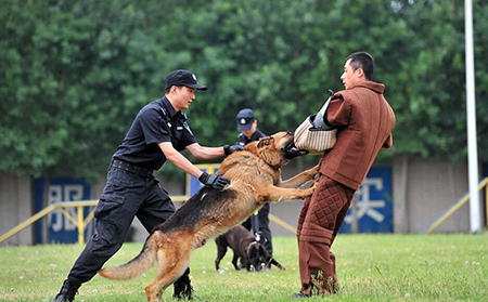 犬的攻击行为