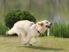 如何训练狗狗唤回
