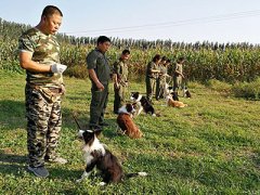 训犬中的二三事（三）