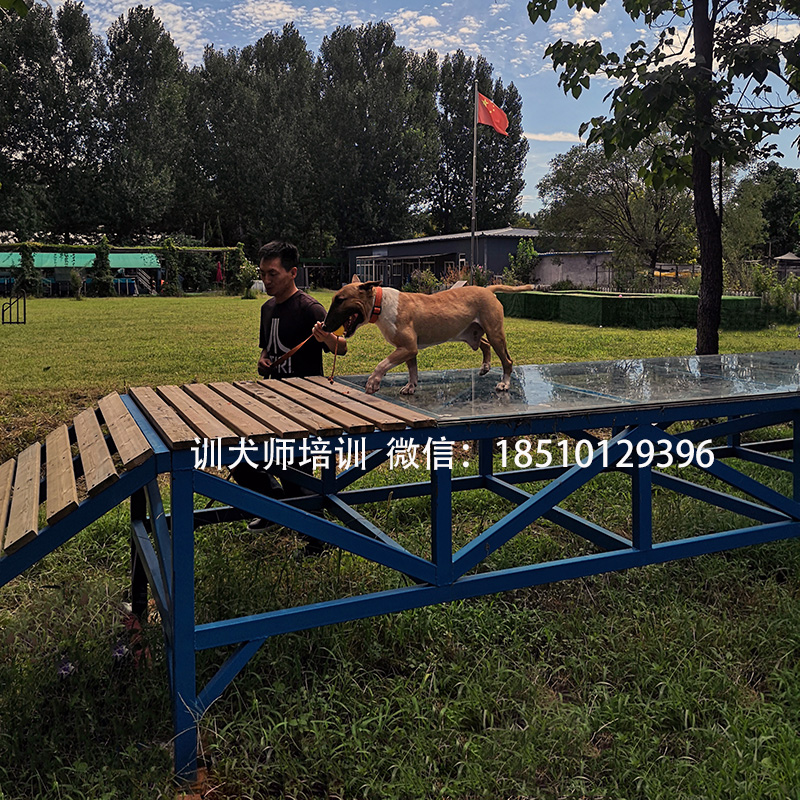 犬为什么会咬人,训犬,犬训练