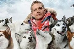 专业训犬基地训练工作犬