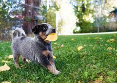 训犬师去哪培训