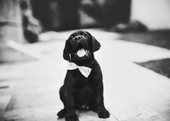<b>狗狗训练视频</b>