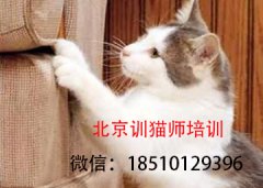 训猫培训,教会猫咪用猫砂排便