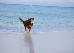 宠物训犬师：属于牧羊犬的狗狗有哪些？