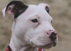 训犬师培训班“狗狗是如何的进化的”