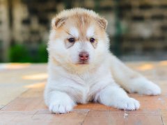 训犬基地银狐犬怎么训练大小便