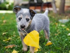 哪里训狗让人训犬多少钱