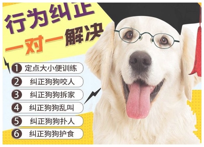 训犬公司怎么训练小狗用狗厕所