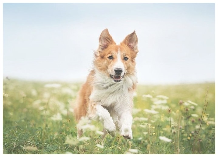 八哥犬训练（八哥犬训练方法视频教程）