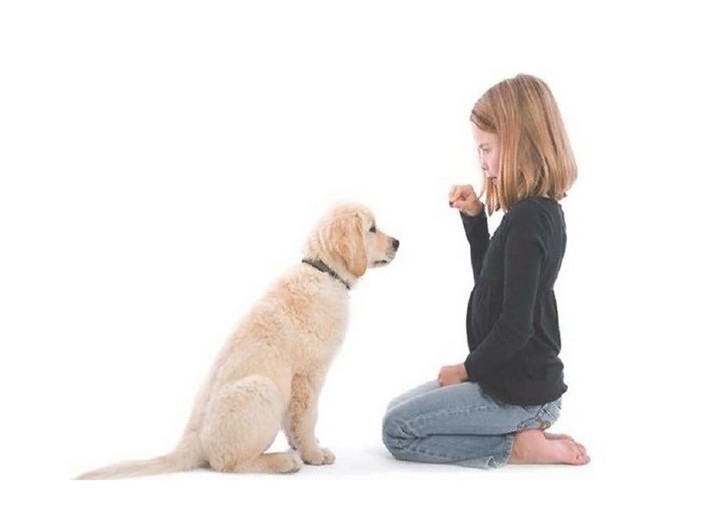 培训幼犬怎么训练斗牛犬大小便