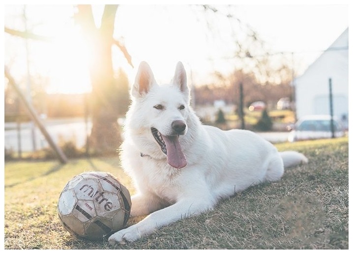 训犬中心狗狗上学有比必要吗