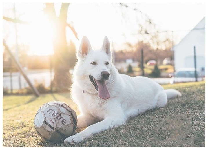 驯犬中心狗上学有必要吗