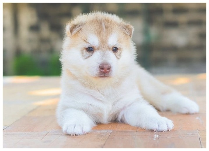 小型犬训练怎样教狗狗去厕所大小便