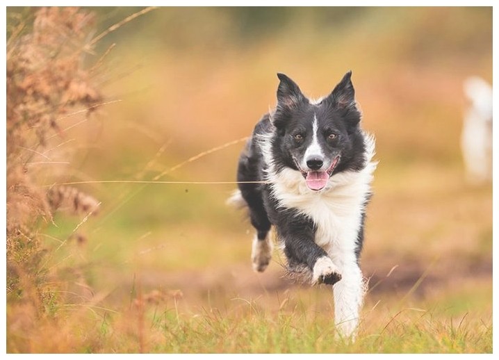 有训犬学校吗比熊犬怎么训练大小便