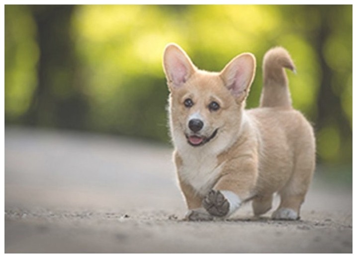 宠物学校培训拉布拉多犬训练大小便