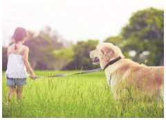 训狗学校史宾格犬训练