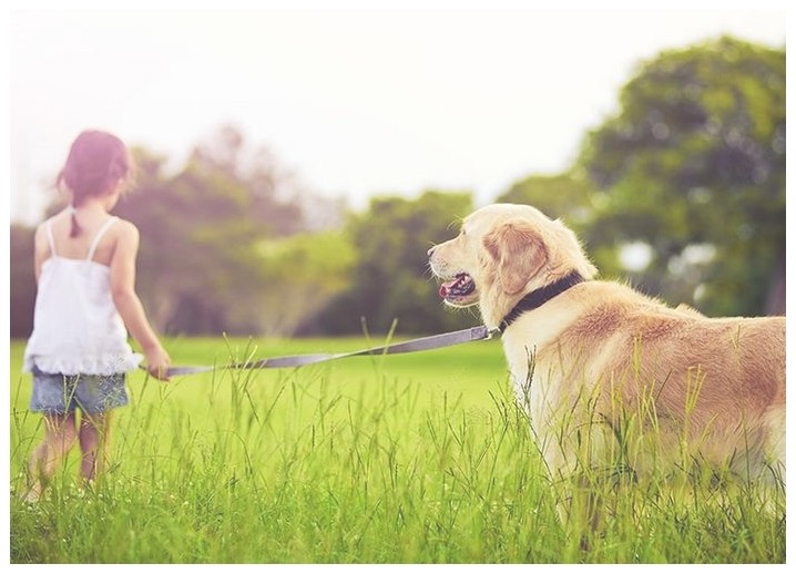 小狗训练公司怎么训练泰迪犬上厕所