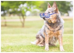 训练犬拉布拉多幼犬训练