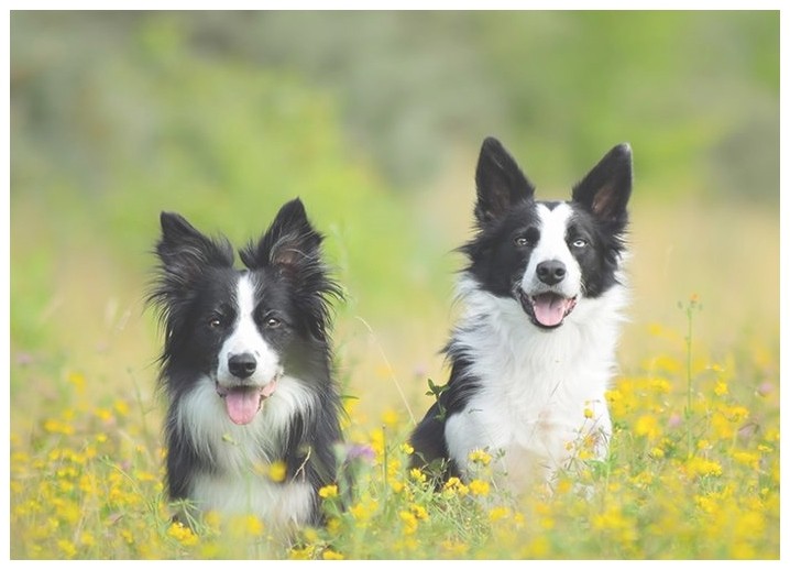 巴哥犬怎么训练大小便（斑点狗怎么训练大小便